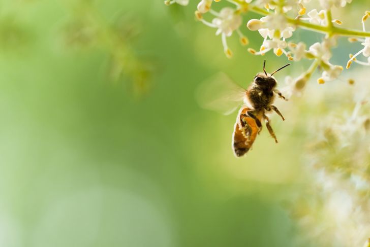 10 fatti sulle allergie alle api 19