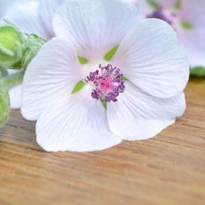 14 benefici della radice di marshmallow per la salute 14 benefici della radice di marshmallow per la salute
