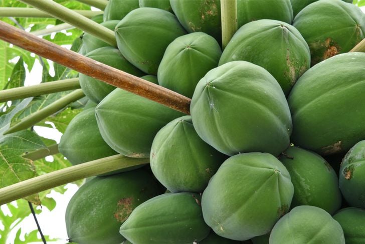 10 grandi benefici del frutto della papaya 13