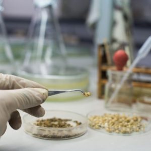 Usi medici e ricerca sul chitosano Usi medici e ricerca sul chitosano
