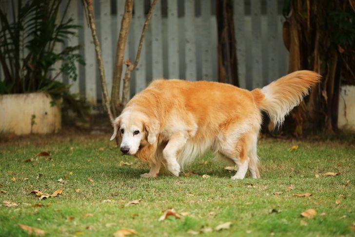 Crisi epilettiche nei cani: cosa è necessario sapere 7