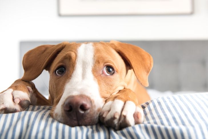 Crisi epilettiche nei cani: cosa è necessario sapere 19