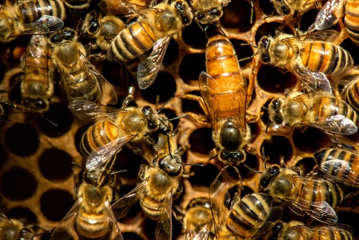 Pappa reale: Altri benefici dalle api 15