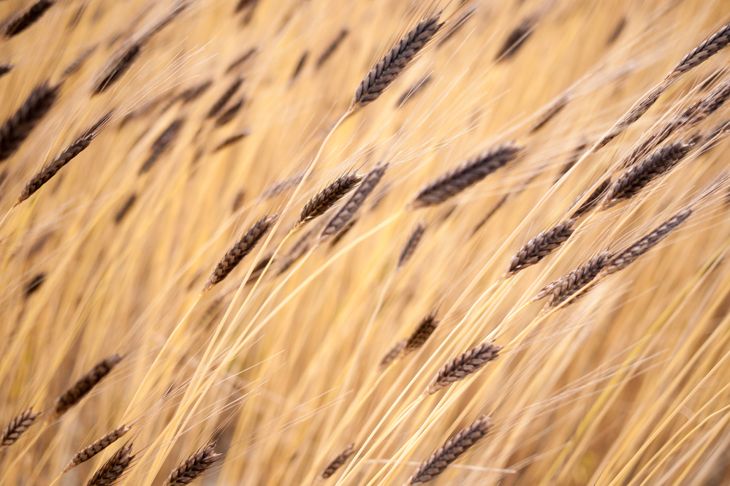 Benefici per la salute della farina di Einkorn 1