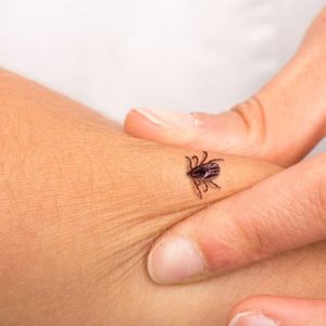 Riconoscere e trattare la miasi Riconoscere e trattare la miasi