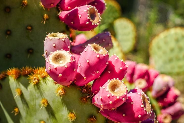 Benefici per la salute del cactus Nopal 3