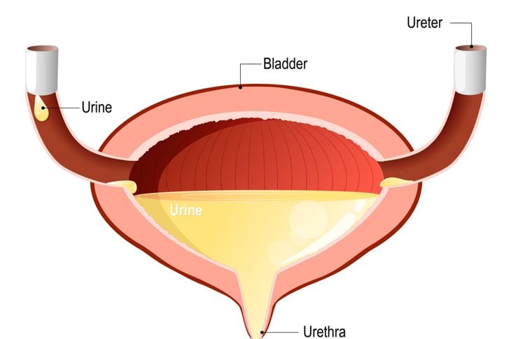 10 fatti sul sistema urinario 11
