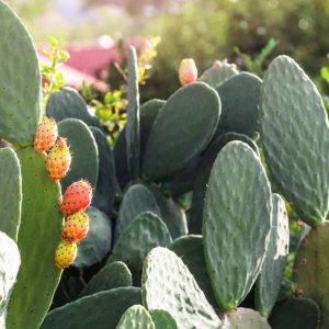 Benefici per la salute del cactus Nopal
