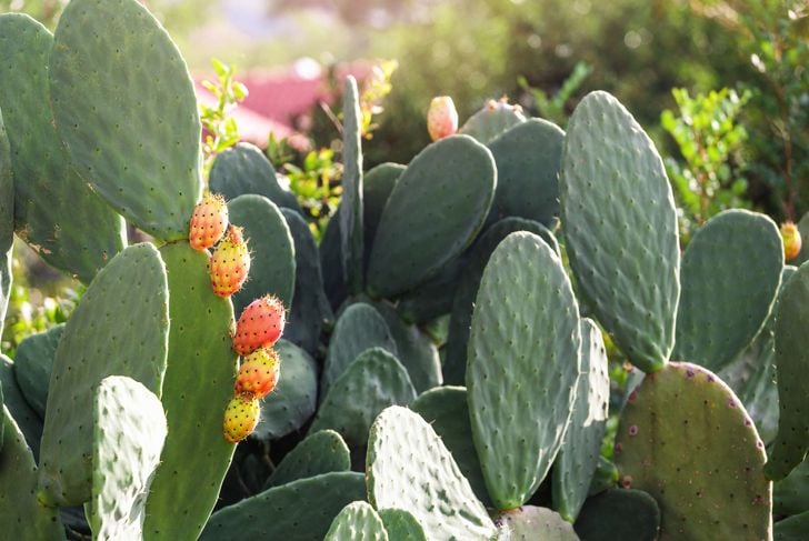 Benefici per la salute del cactus Nopal 1