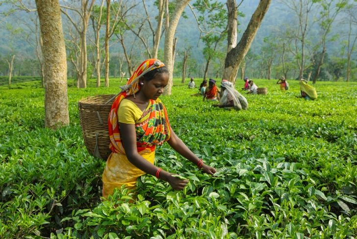 I benefici del tè Assam 15