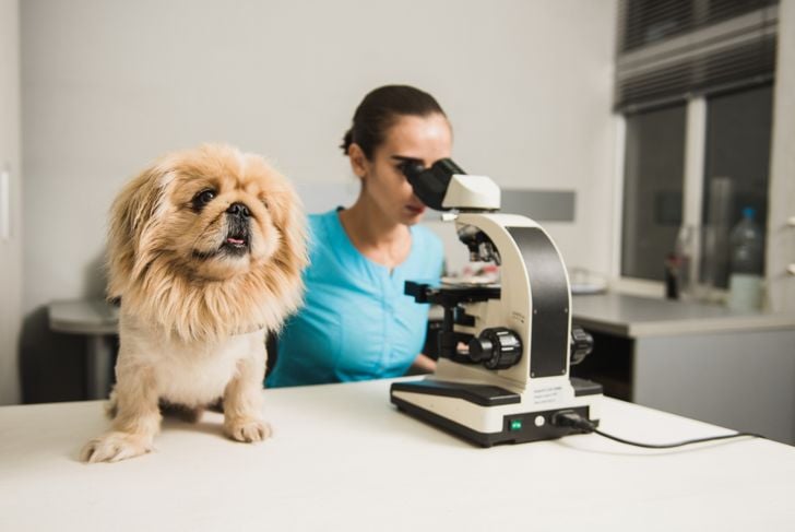Anchilostoma canino: Cosa c'è da sapere 11
