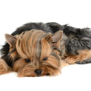 Diarrea nei cani (l’altro tipo) Cause comuni di diarrea nei cani