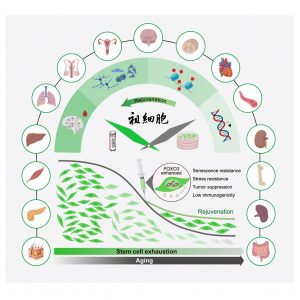 Cellule staminali anti-invecchiamento ringiovaniscono primati